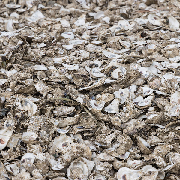 Casca de Ostra 1kg
